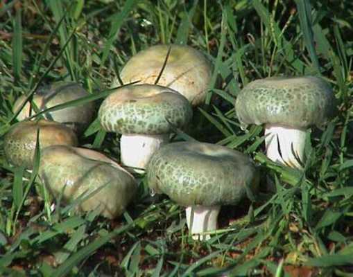 孕期吃蘑菇好吗（怀孕能吃野生菌吗）  第1张