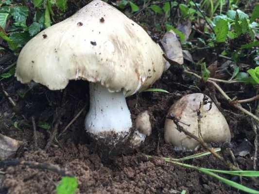 孕期吃蘑菇好吗（怀孕能吃野生菌吗）  第3张