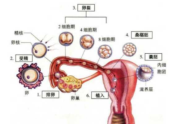 胎儿着床是什么时候(试管婴儿移植几天着床) 第3张 胎儿着床是什么时候(试管婴儿移植几天着床) 第3张