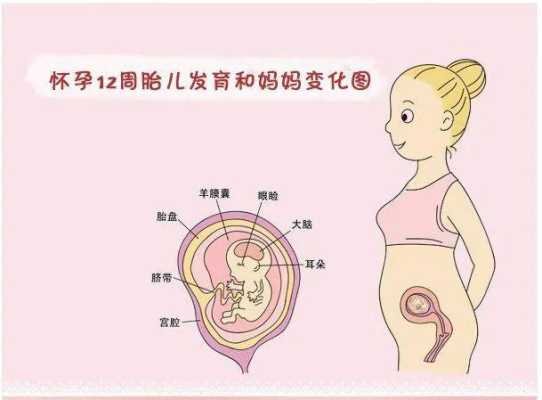 12周胎儿大小标准图(12周胎儿大小标准图片) 第3张 12周胎儿大小标准图(12周胎儿大小标准图片) 第3张