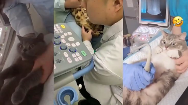 猫咪怀孕拍b超还是x光,b超检查孕期多少天误差一般多少天 第2张 猫咪怀孕拍b超还是x光,b超检查孕期多少天误差一般多少天 第2张
