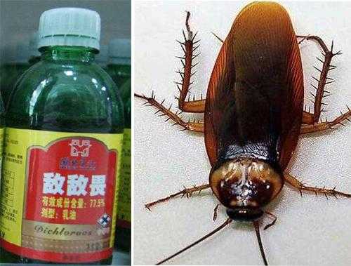 敌敌畏能消灭蟑螂吗,敌敌畏对胎儿的影响 第3张 敌敌畏能消灭蟑螂吗,敌敌畏对胎儿的影响 第3张