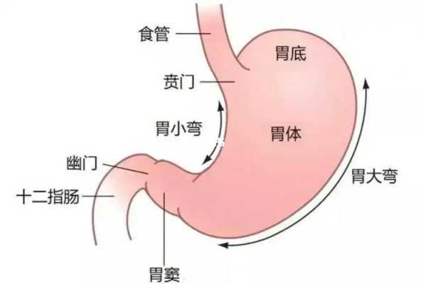 孕期胃酸反流(孕期胃酸反流的最佳解决方法) 第2张 孕期胃酸反流(孕期胃酸反流的最佳解决方法) 第2张