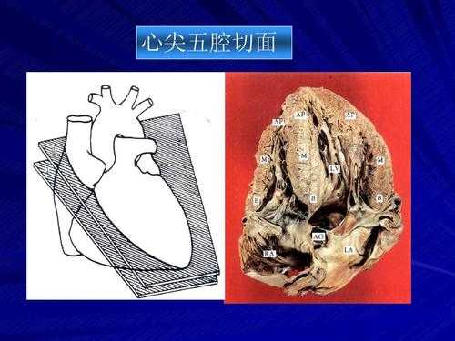 四腔心是什么,胎儿心脏单心室单心房孩子能要吗 第2张 四腔心是什么,胎儿心脏单心室单心房孩子能要吗 第2张