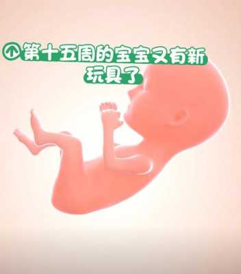 宝宝出生15天发育标准是多少的呢,怀孕十五周胎儿发育图片 第2张 宝宝出生15天发育标准是多少的呢,怀孕十五周胎儿发育图片 第2张