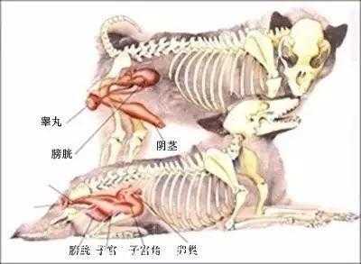 狗胎儿在肚子位置图片(狗狗子宫在什麽位置) 第1张 狗胎儿在肚子位置图片(狗狗子宫在什麽位置) 第1张