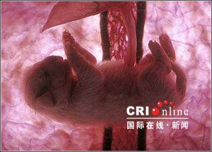 狗胎儿在肚子位置图片(狗狗子宫在什麽位置) 第2张 狗胎儿在肚子位置图片(狗狗子宫在什麽位置) 第2张