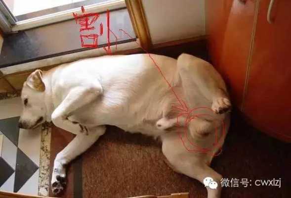 狗胎儿在肚子位置图片(狗狗子宫在什麽位置) 第3张 狗胎儿在肚子位置图片(狗狗子宫在什麽位置) 第3张