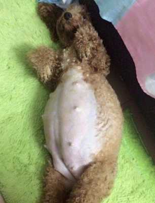 泰迪狗孕期(泰迪犬怀孕了如何辨别) 第1张 泰迪狗孕期(泰迪犬怀孕了如何辨别) 第1张