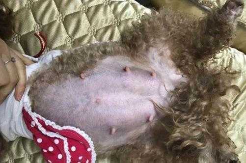 泰迪狗孕期(泰迪犬怀孕了如何辨别) 第3张 泰迪狗孕期(泰迪犬怀孕了如何辨别) 第3张