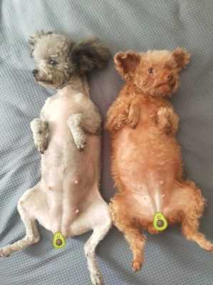泰迪狗孕期(泰迪犬怀孕了如何辨别) 第2张 泰迪狗孕期(泰迪犬怀孕了如何辨别) 第2张