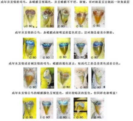 易孕期的特征(虎皮鹦鹉怀孕特征) 第1张 易孕期的特征(虎皮鹦鹉怀孕特征) 第1张