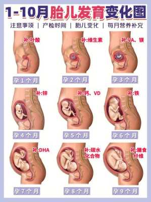 怀孕期多久(怀孕期多久生孩子) 第3张 怀孕期多久(怀孕期多久生孩子) 第3张