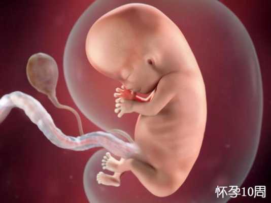 孕期胎儿发育过程(12周孩子发育到什么程度) 第3张 孕期胎儿发育过程(12周孩子发育到什么程度) 第3张