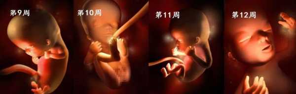 孕期胎儿发育过程(12周孩子发育到什么程度) 第2张 孕期胎儿发育过程(12周孩子发育到什么程度) 第2张