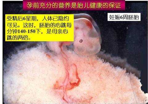 怀孕42天胎儿发育图(怀孕42天胎儿发育图) 第2张 怀孕42天胎儿发育图(怀孕42天胎儿发育图) 第2张