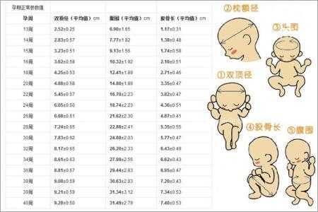 怀孕35周胎儿高清图片(怀孕35周胎儿双顶径9.4股骨长6.1正常吗) 第2张 怀孕35周胎儿高清图片(怀孕35周胎儿双顶径9.4股骨长6.1正常吗) 第2张
