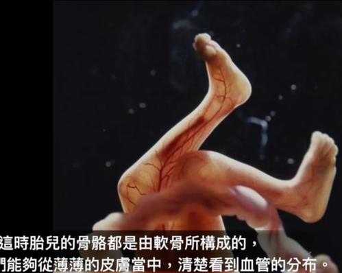 胎儿的腿长是哪个部位(胎儿的腿长是哪个部位图片) 第2张 胎儿的腿长是哪个部位(胎儿的腿长是哪个部位图片) 第2张