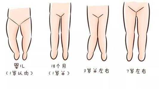 胎儿的腿长是哪个部位(胎儿的腿长是哪个部位图片) 第3张 胎儿的腿长是哪个部位(胎儿的腿长是哪个部位图片) 第3张