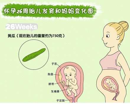 怀孕26周胎儿大小多少算是正常?请问正常的情况胎儿多大呢,二十六周胎儿有多大图片 第2张 怀孕26周胎儿大小多少算是正常?请问正常的情况胎儿多大呢,二十六周胎儿有多大图片 第2张
