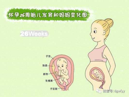怀孕26周胎儿大小多少算是正常?请问正常的情况胎儿多大呢,二十六周胎儿有多大图片 第3张 怀孕26周胎儿大小多少算是正常?请问正常的情况胎儿多大呢,二十六周胎儿有多大图片 第3张