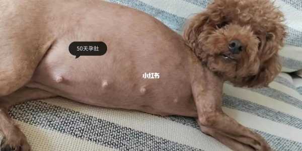 怀孕五十多天胎儿图(泰迪犬怀孕50天需要注意什么) 第3张 怀孕五十多天胎儿图(泰迪犬怀孕50天需要注意什么) 第3张