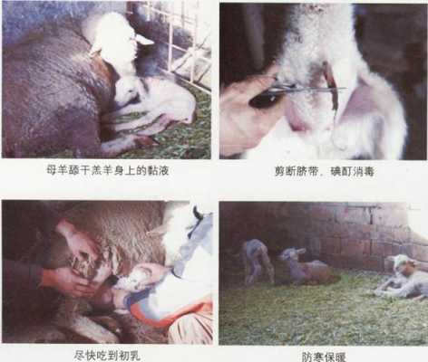 母羊产死羔的原因,胎儿死在肚子里是什么原因  第2张