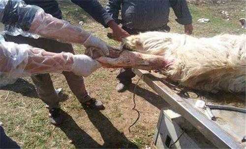 母羊产死羔的原因,胎儿死在肚子里是什么原因  第1张