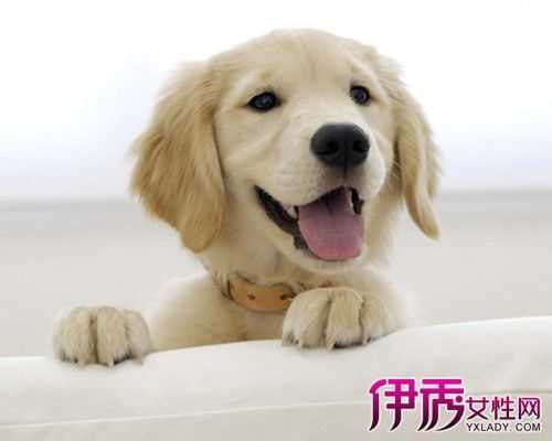 孕期科学养狗(孕妇科学养狗) 第3张 孕期科学养狗(孕妇科学养狗) 第3张