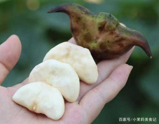 孕期能吃菱角吗(孕期能吃菱角吗有营养吗) 第3张 孕期能吃菱角吗(孕期能吃菱角吗有营养吗) 第3张