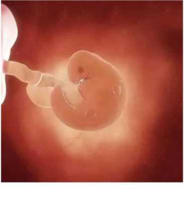 怀孕第六周胎儿图(37周,孩子大约6斤6两,是不是太大了) 第1张 怀孕第六周胎儿图(37周,孩子大约6斤6两,是不是太大了) 第1张
