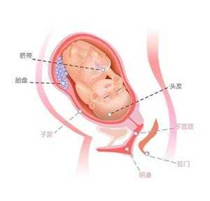 孕37周胎儿的姿势图片(孕37周胎儿的姿势图片欣赏) 第2张 孕37周胎儿的姿势图片(孕37周胎儿的姿势图片欣赏) 第2张