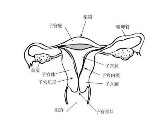 外阴肿疼痒怎么回事, 第2张 外阴肿疼痒怎么回事, 第2张