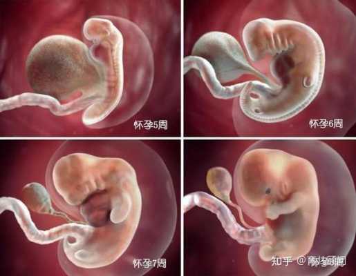 怀孕40天肚子有动静吗,胎儿40天有胎心吗? 第1张 怀孕40天肚子有动静吗,胎儿40天有胎心吗? 第1张