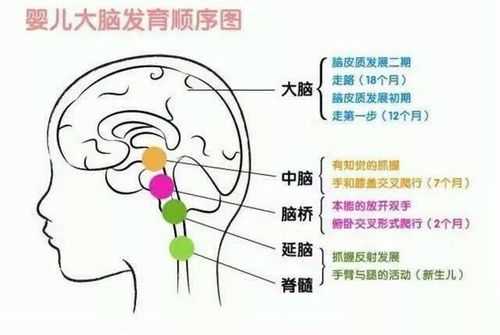 4岁小孩大脑发育好没,胎儿脑发育的关键期是 第1张 4岁小孩大脑发育好没,胎儿脑发育的关键期是 第1张