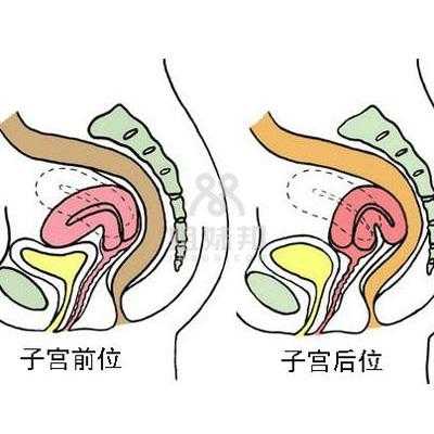 孕期子宫前壁(孕期子宫前壁是什么意思) 第2张 孕期子宫前壁(孕期子宫前壁是什么意思) 第2张