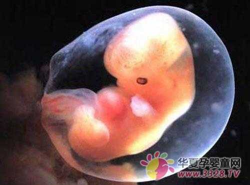 十周六天宝宝多大,怀孕十周胎儿成型了吗? 第2张 十周六天宝宝多大,怀孕十周胎儿成型了吗? 第2张