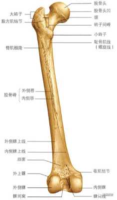 怀孕四个月孩子股骨弯曲成角怎么办呢,胎儿股骨弯曲会变直吗图片 第2张 怀孕四个月孩子股骨弯曲成角怎么办呢,胎儿股骨弯曲会变直吗图片 第2张