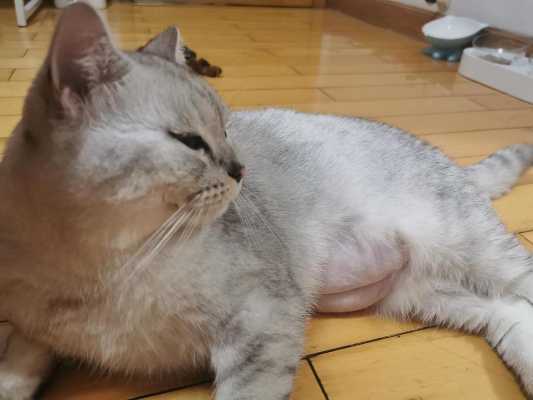 胎儿吃什么会中毒死胎（猫咪怀孕不能吃什么）  第1张