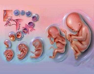 孕期可以检查胎儿智力(孕期可以检查胎儿智力吗) 第3张 孕期可以检查胎儿智力(孕期可以检查胎儿智力吗) 第3张