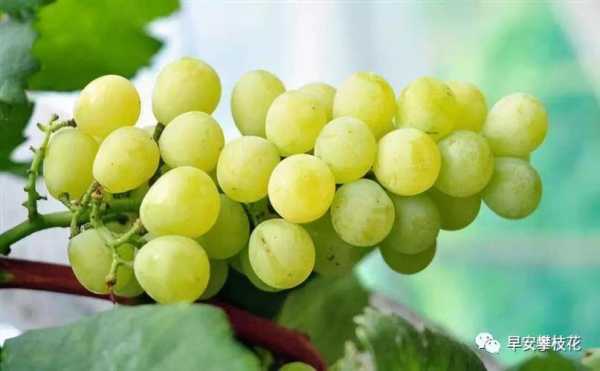 孕晚期吃葡萄对胎儿好吗(黄金蜜葡萄的优缺点) 第1张 孕晚期吃葡萄对胎儿好吗(黄金蜜葡萄的优缺点) 第1张