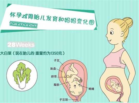 七月怀胎是啥,孕7月胎儿位置示意图  第2张