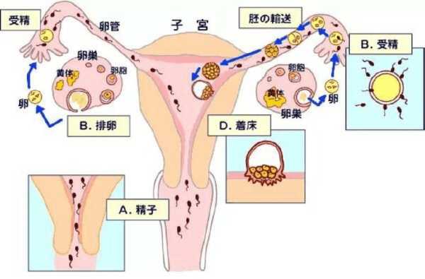 晚着床会怎样?对宝宝有影响吗,胎儿着床晚是怎么回事儿 第2张 晚着床会怎样?对宝宝有影响吗,胎儿着床晚是怎么回事儿 第2张