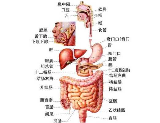 孕期肋骨疼怎么回事,孕期宫颈口疼是怎么回事 第2张 孕期肋骨疼怎么回事,孕期宫颈口疼是怎么回事 第2张