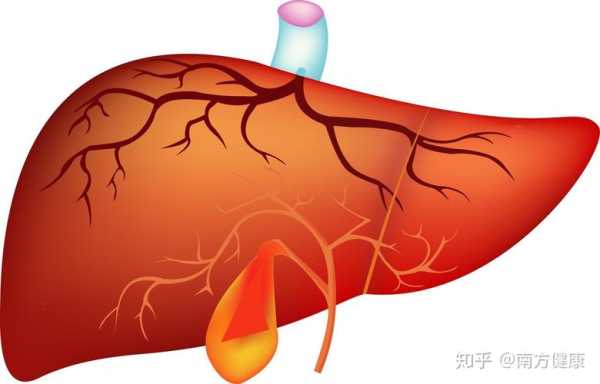 胎儿胆囊偏大的原因,22周胎儿胆囊正常值是多少 第1张 胎儿胆囊偏大的原因,22周胎儿胆囊正常值是多少 第1张