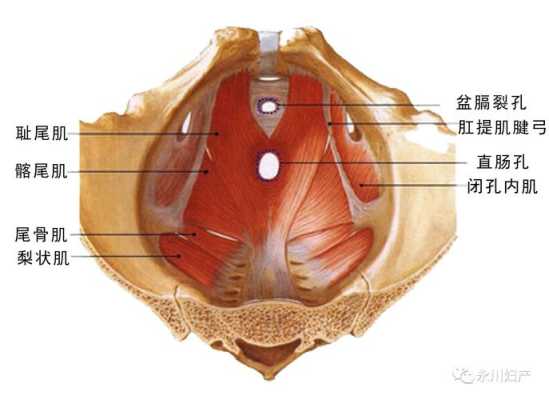 孕期阴道壁膨出(孕期阴道壁膨出) 第2张 孕期阴道壁膨出(孕期阴道壁膨出) 第2张