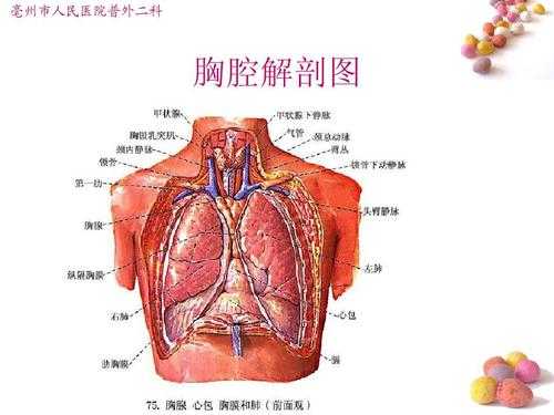 胎儿隔疝是怎么引起的(胎儿隔疝是什么引起的) 第3张 胎儿隔疝是怎么引起的(胎儿隔疝是什么引起的) 第3张