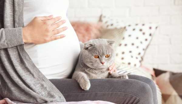 怀孕期间可以养猫和狗吗,怀孕期间养猫对胎儿有影响吗 第2张 怀孕期间可以养猫和狗吗,怀孕期间养猫对胎儿有影响吗 第2张