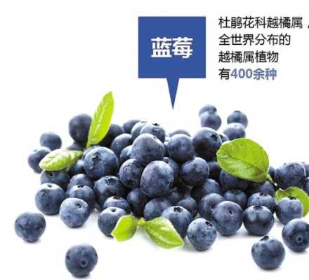 孕期吃蓝莓的好处(孕妇吃蓝莓对胎儿好吗?怀孕三个月了) 第3张 孕期吃蓝莓的好处(孕妇吃蓝莓对胎儿好吗?怀孕三个月了) 第3张