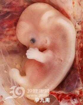 孕三十六周胎儿有多重（孕三十六周胎儿有多重正常）  第1张